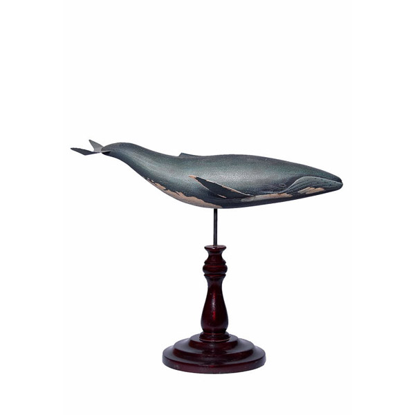 Oiseaux marins - animaux marins - Baleine Oiseaux marins - animaux marins - Baleine